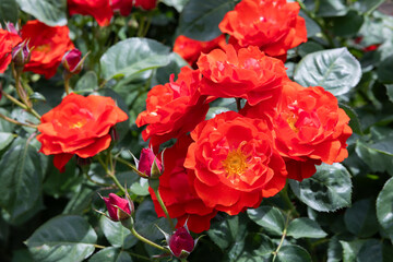 Beautiful orange rose flowers blooming in a garden in Nagano.