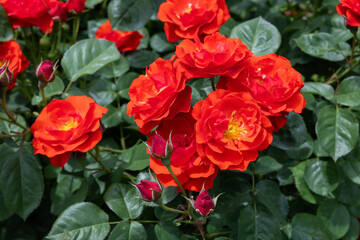 Beautiful orange rose flowers blooming in a garden in Nagano.