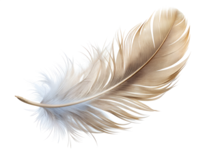 realistic feather floating isolated