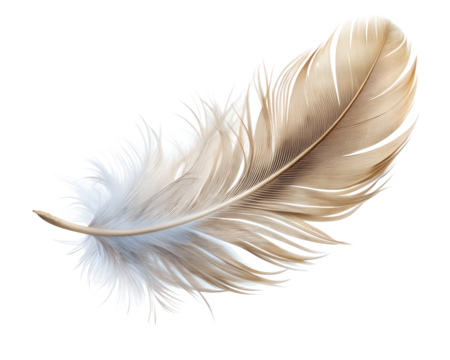 realistic feather floating isolated