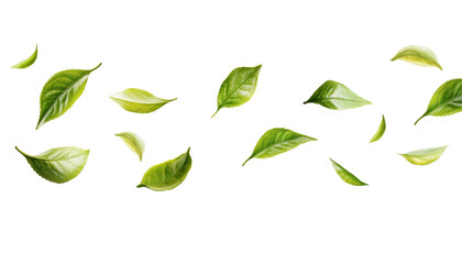 fresh green tea leaf floating in the air isolated on transparent background