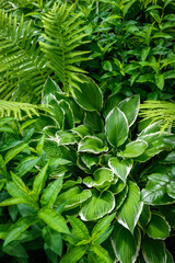 Green ornamental garden plants background. Lush fern and hosta leaves foliage.