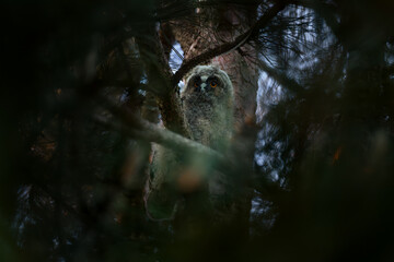 Long eared owl chick. Young owlet portrait.