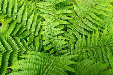 Lush fern leaves foliage. Green ornamental garden plants background.