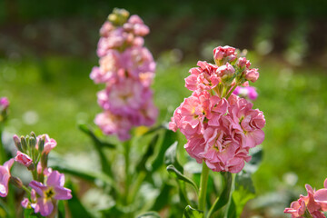 Matthiola incana, or commonly called Stock. Beautiful pastel pink double stock flowers, known to be highly scented. Matthiola flowers background.