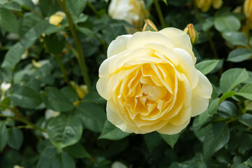 Beautiful yellow rose flower blooming in a garden in Nagano.