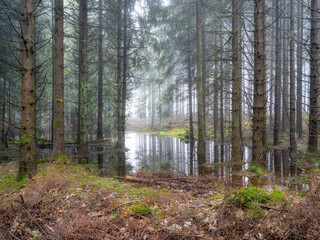 Mystische Stimmung in den Wäldern der rhön
