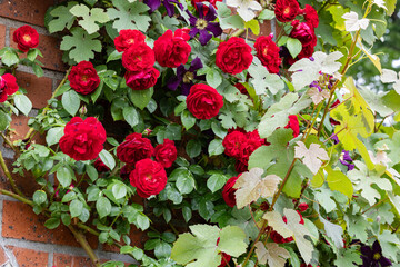 Scene of beautiful red roses blooming in the rose garden.