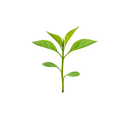 Vibrant Green Sprout: A Symbol of Growth and Renewal