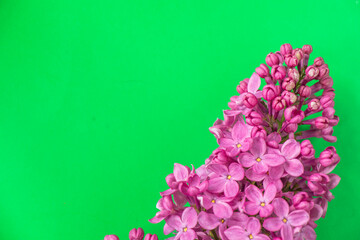 Lilac background