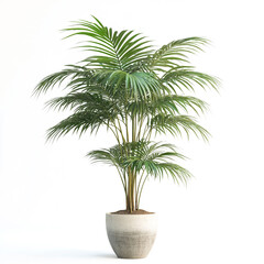 Photo of a palm tree in a pot, isolated on a white background.