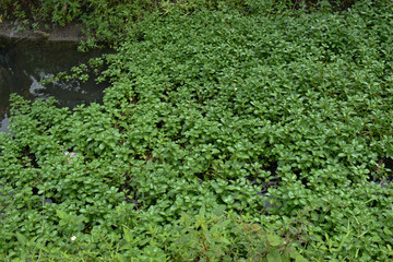 Watercress Plants Growing Wild on the Surface of a Pond in Tropical Wetland