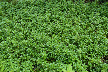 watercress, aquatic plants, tropical wetland