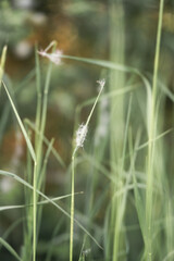 Close-up view of delicate grass strands swaying gently under soft sunlight in a lush green field during springtime