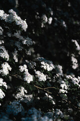 White blossoms illuminate dark foliage in a tranquil garden setting during early morning light