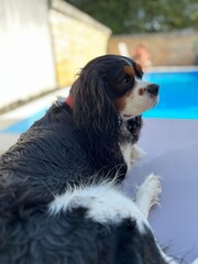 cavalier king charles spaniel dog