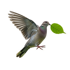 Stunning Dove in Flight: A Symbol of Peace and Nature