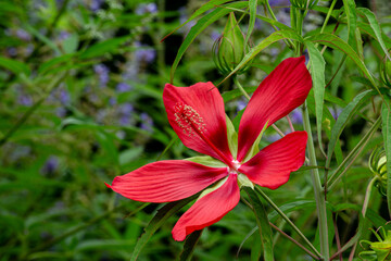 Beautiful red crimson scarlet rosemallow flowers blossoms in the garden.