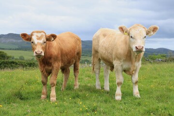 Cattle: two Charolais breed bullock standing in field on farmland in rural Ireland in summertime 