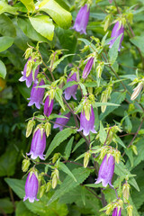Beautiful bellflower flowers in the garden.