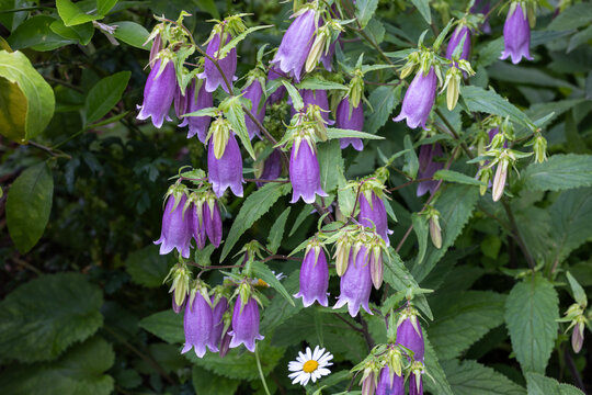 Beautiful bellflower flowers in the garden.