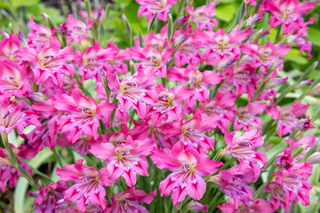 Spring gladiolus flowers blooming with beautiful pink flowers in the garden.