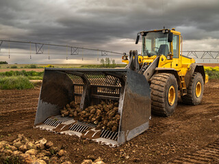 Harvesting beet with a digger in a rural area of ​​the province of Zamora, Spain