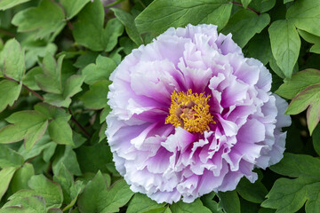 Purple gradient tree peony blooming in the garden.