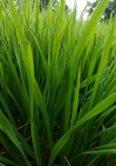 Dew Dropped Green Grass Blades Fresh Morning Field Photo