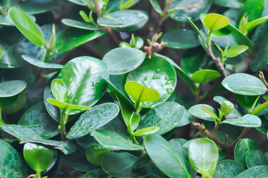 Ficus microcarpa L f , MORACEAE or Ficus plant or round leaf or leaf background and rain droplet