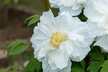 White tree peony flowers blooming in the garden.