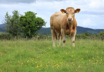 Cattle: Charolais breed bullock standing in field on farmland in rural Ireland in summertime 