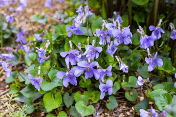 Viola grypoceras A.Gray flowers that bloom with the arrival of spring.