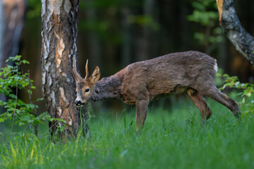 Roe deer (Capreolus capreolus) standing alert in lush green forest, soft sunlight, antlers, detailed fur, natural habitat, peaceful wildlife scene, vertical composition, blurred background.