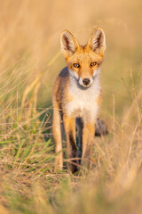 Red fox (Vulpes vulpes) standing alert in tall golden grass, intense gaze, soft sunlight, natural habitat, detailed fur, wild nature, peaceful wildlife scene, blurred background.