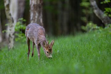 Roe deer (Capreolus capreolus) standing alert in lush green forest, soft sunlight, antlers, detailed fur, natural habitat, peaceful wildlife scene, vertical composition, blurred background.