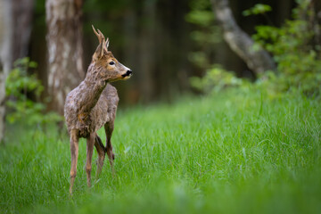Roe deer (Capreolus capreolus) standing alert in lush green forest, soft sunlight, antlers, detailed fur, natural habitat, peaceful wildlife scene, vertical composition, blurred background.