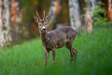 Roe deer (Capreolus capreolus) standing alert in lush green forest, soft sunlight, antlers, detailed fur, natural habitat, peaceful wildlife scene, vertical composition, blurred background.