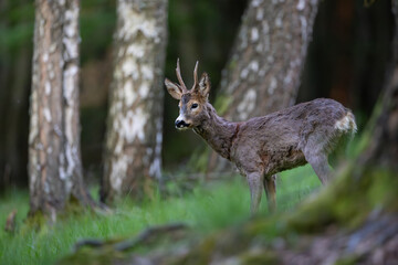 Roe deer (Capreolus capreolus) standing alert in lush green forest, soft sunlight, antlers, detailed fur, natural habitat, peaceful wildlife scene, vertical composition, blurred background.