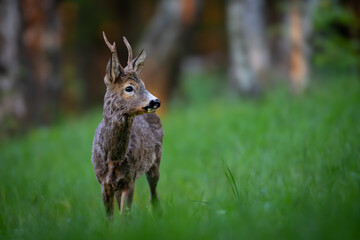 Roe deer (Capreolus capreolus) standing alert in lush green forest, soft sunlight, antlers, detailed fur, natural habitat, peaceful wildlife scene, vertical composition, blurred background.
