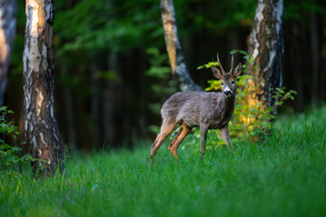 Roe deer (Capreolus capreolus) standing alert in lush green forest, soft sunlight, antlers, detailed fur, natural habitat, peaceful wildlife scene, vertical composition, blurred background.