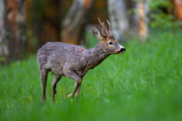 Roe deer (Capreolus capreolus) standing alert in lush green forest, soft sunlight, antlers, detailed fur, natural habitat, peaceful wildlife scene, vertical composition, blurred background.