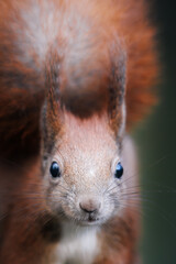 Red squirrel (Sciurus vulgaris) sitting on branch, eating, bushy tail, alert eyes, detailed fur, natural habitat, close-up, wild nature, soft light, blurred background, peaceful woodland scene.