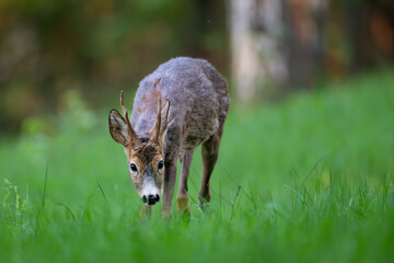 Roe deer (Capreolus capreolus) standing alert in lush green forest, soft sunlight, antlers, detailed fur, natural habitat, peaceful wildlife scene, vertical composition, blurred background.