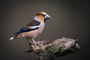 Hawfinch (Coccothraustes coccothraustes) perched on mossy branch, massive beak, colorful plumage, sharp eye, natural background, close-up, wild bird, peaceful scene, soft light, detailed feathers.