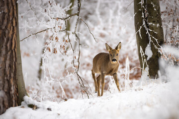 Roe deer (Capreolus capreolus) standing alert in snowy winter forest, soft brown fur, large ears, natural habitat, peaceful wildlife scene, detailed close-up, blurred background, serene moment.