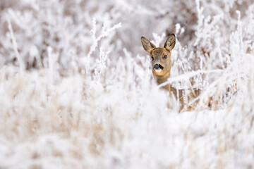 Roe deer (Capreolus capreolus) standing alert in snowy winter forest, soft brown fur, large ears, natural habitat, peaceful wildlife scene, detailed close-up, blurred background, serene moment.