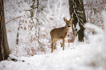 Roe deer (Capreolus capreolus) standing alert in snowy winter forest, soft brown fur, large ears, natural habitat, peaceful wildlife scene, detailed close-up, blurred background, serene moment.