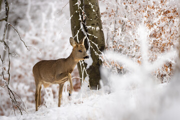 Roe deer (Capreolus capreolus) standing alert in snowy winter forest, soft brown fur, large ears, natural habitat, peaceful wildlife scene, detailed close-up, blurred background, serene moment.