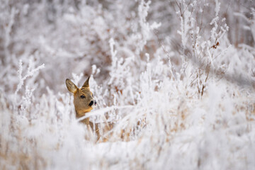 Roe deer (Capreolus capreolus) standing alert in snowy winter forest, soft brown fur, large ears, natural habitat, peaceful wildlife scene, detailed close-up, blurred background, serene moment.